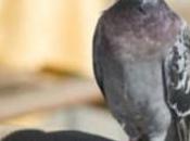 pigeon voyageur arrêté ailes pleines drogue