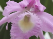 fièvre orchidées France