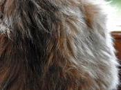 Chatte scotchée fenêtre, subjuguée manège oiseaux mangeoire