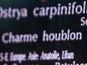 Ecorces Ostrya carpinifolia