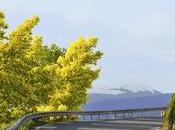 conseils pour mimosa