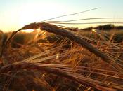 gouvernement missionne représentant lobby semencier pour supprimer droits agriculteurs leurs semences