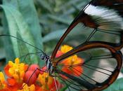 Lorsque papillon choisit gagnant parfum d’Hanae Mori