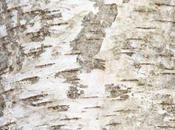 Betula pubescens, suite