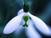 Galanthus, suite