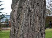 arbres boulevard, suite