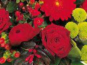 conseils pour bien conserver votre bouquet Valentin