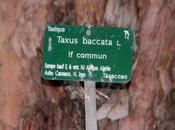 Taxus baccata