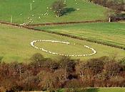 moutons adeptes géométrie