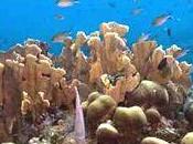 Sauver massifs coralliens...