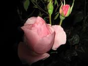deux roses dans rose (Roger Munier)
