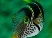 L'IMAGE JOUR: Canthigaster valentini