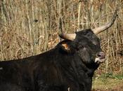 Ferme forestière Velaine-en-Haye (suite)