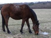 ventes enchères pour Harium Fakir