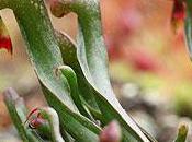 Plante carnivore Darlingtonia californica disponible