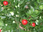 Ruscus, fruits