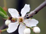 Prunus