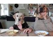 Diner chiens