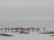 Namibian trip Pelican Point Sight (Walvis Bay)...pictures