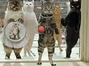 Pause Chats avec pouces..