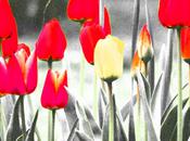 demande quadrille tulipe orageuse