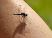 été, comment éviter piqûres moustiques