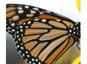 L’effet papillon, comment petits changements peuvent vous faire passer l’échecs succès