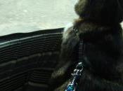 Coucou Lorraine, avril 2010