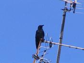 Shiva's Bird Morning Sky.