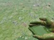 algues vertes pour décontaminer Fukushima