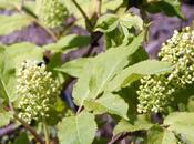 Sambucus 'Coup Foudre'