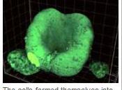 CÉCITÉ: chercheurs cultivent rétine artificielle Nature