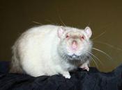 Rats: ratons adopter