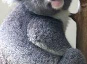 comme... Koala