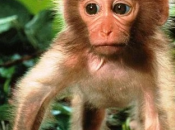 Argelès-sur-Mer, Avril 2011, comme envie ouistiti.