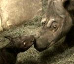 Harapan bébé rhinocéros