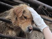 Réussi sauver chiens