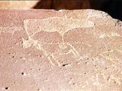 Gravures rupestres Twyfelfontein Namibie