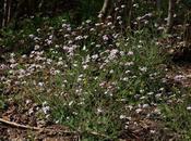 Cardaminopsis arenosa subsp. borbasii, Arabette sables