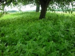 C'EST LA SAISON DES ORTIES !