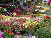 visite Marché fleurs Grand' Place.