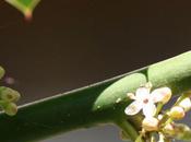 Ilex aquifolium, fleurs mâle