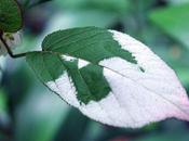 Actinidia kolomikta, mâle
