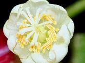 Actinidia kolomikta, femelle