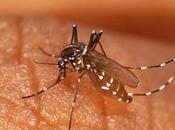 paludisme coûte cher l'Afrique