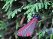 livrée aposématique pour décourrager éventuels prédateurs…