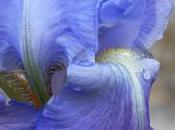 Iris gouttes pluies