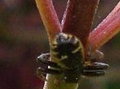 thomise... caméléon