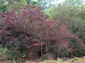 Corylus maxima 'Purpurea'