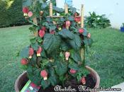 L'abutilon mégapotamicum